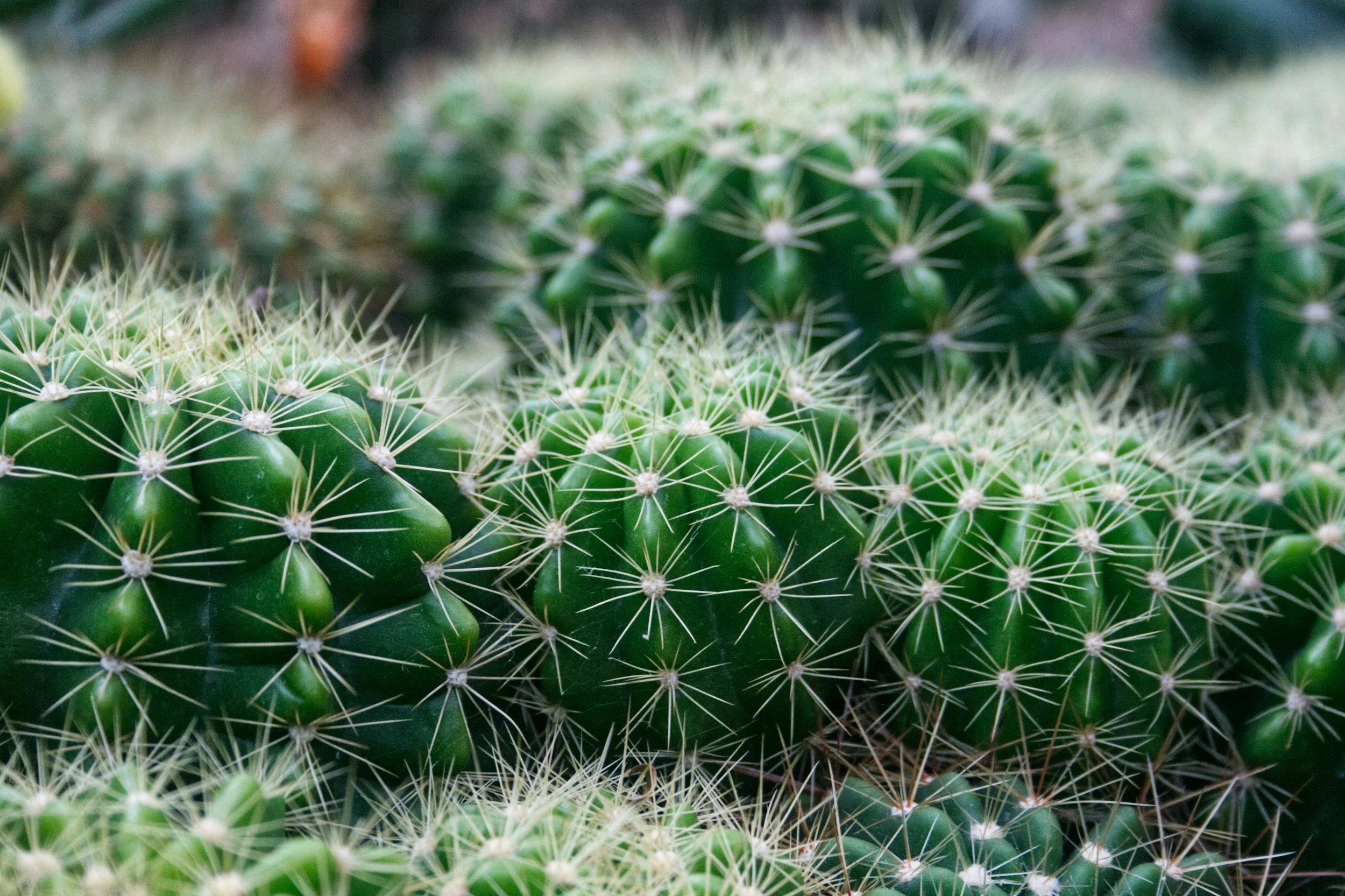 Building a Custom Home in Rio Verde, AZ: Lot Considerations Most Buyers Miss
